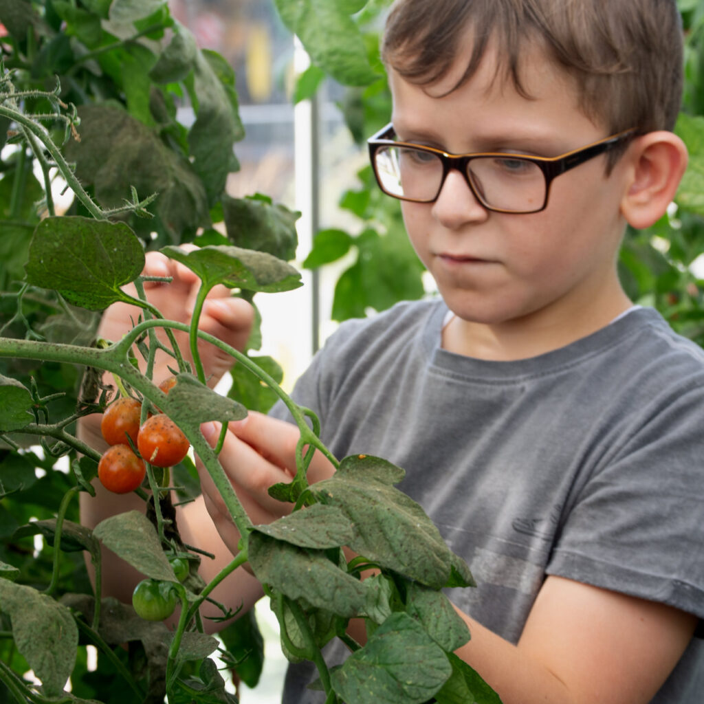 A boy wearing glasses is picking tomatoes; he is wearing a gray T-shirt; he has a focused expression.