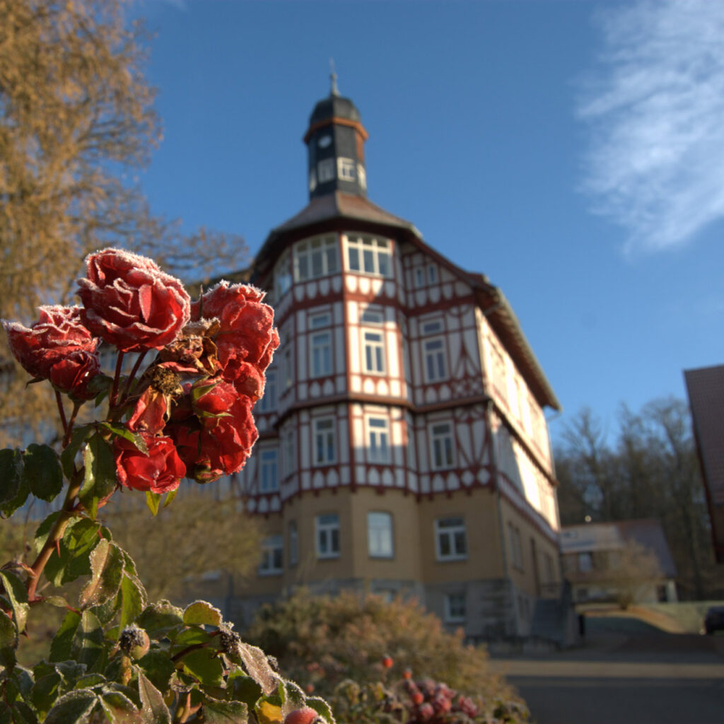 Rote Rosen vor Fachwerkgebäude, klare Himmel, Sonne scheint, frostbedeckte Blätter, Froschperspektive.