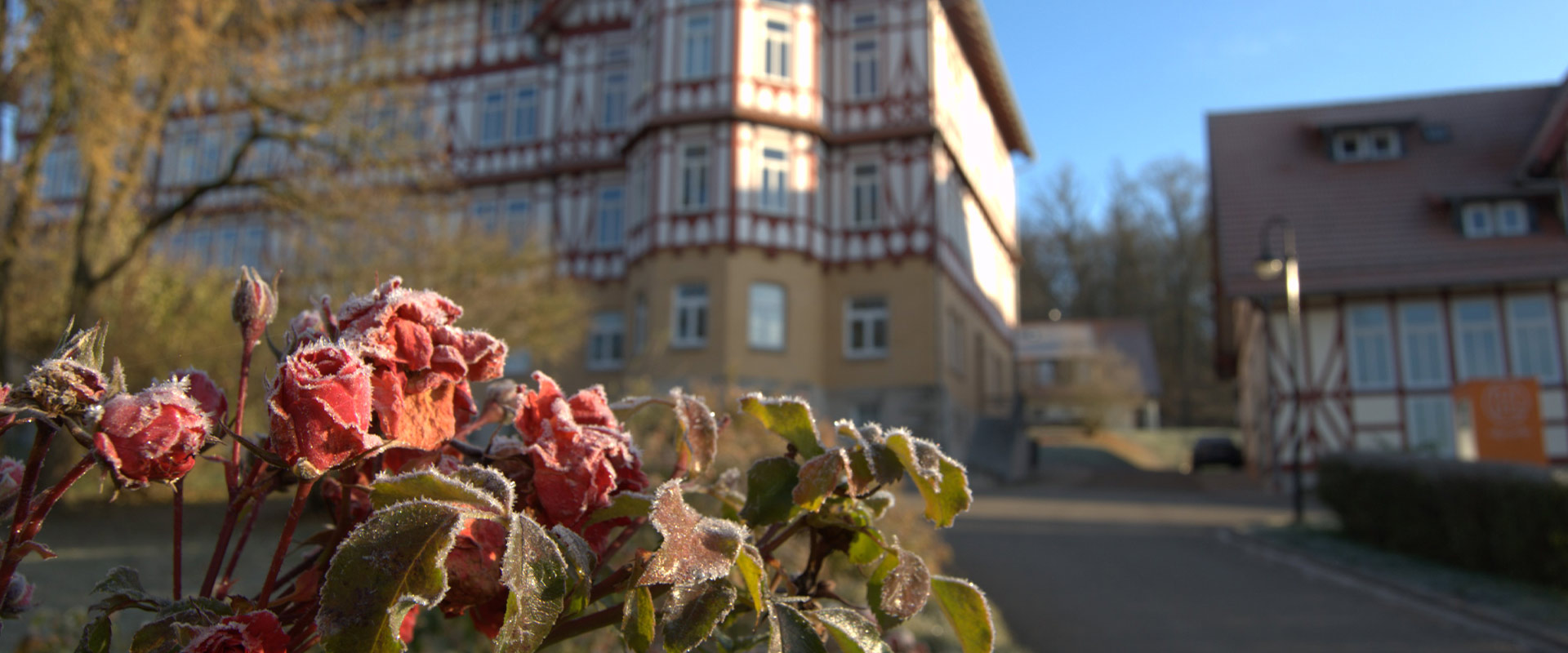 Red roses covered in hoarfrost in front of a half-timbered building under a clear sky.