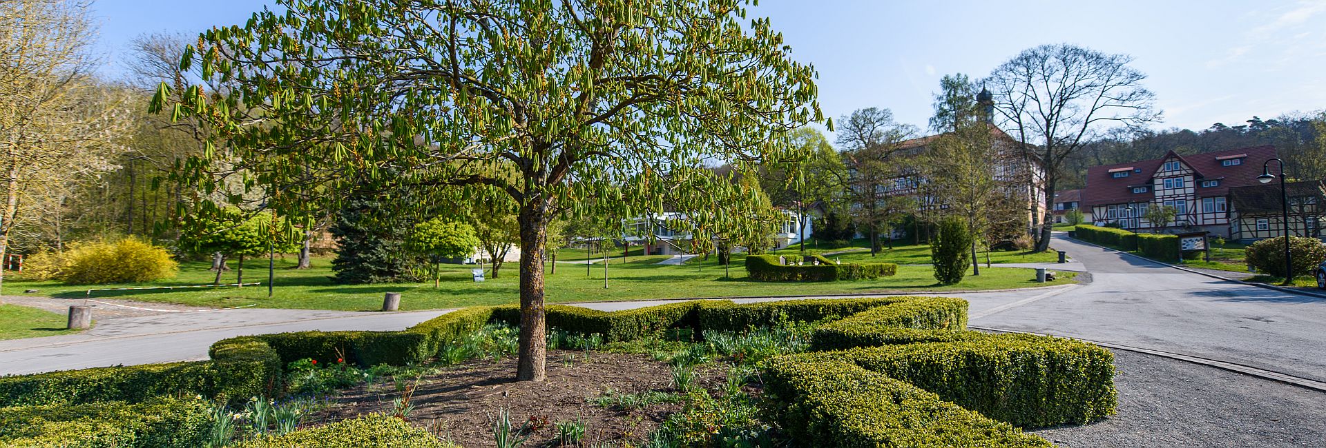 Ein grüner Park mit einem zentralen Baum, umgeben von gepflegten Büschen.
