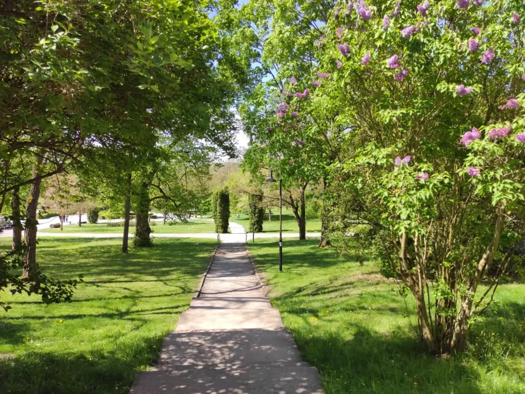 Ein sonniger Weg durch grünen Park mit blühenden Fliederbüschen und Bäumen