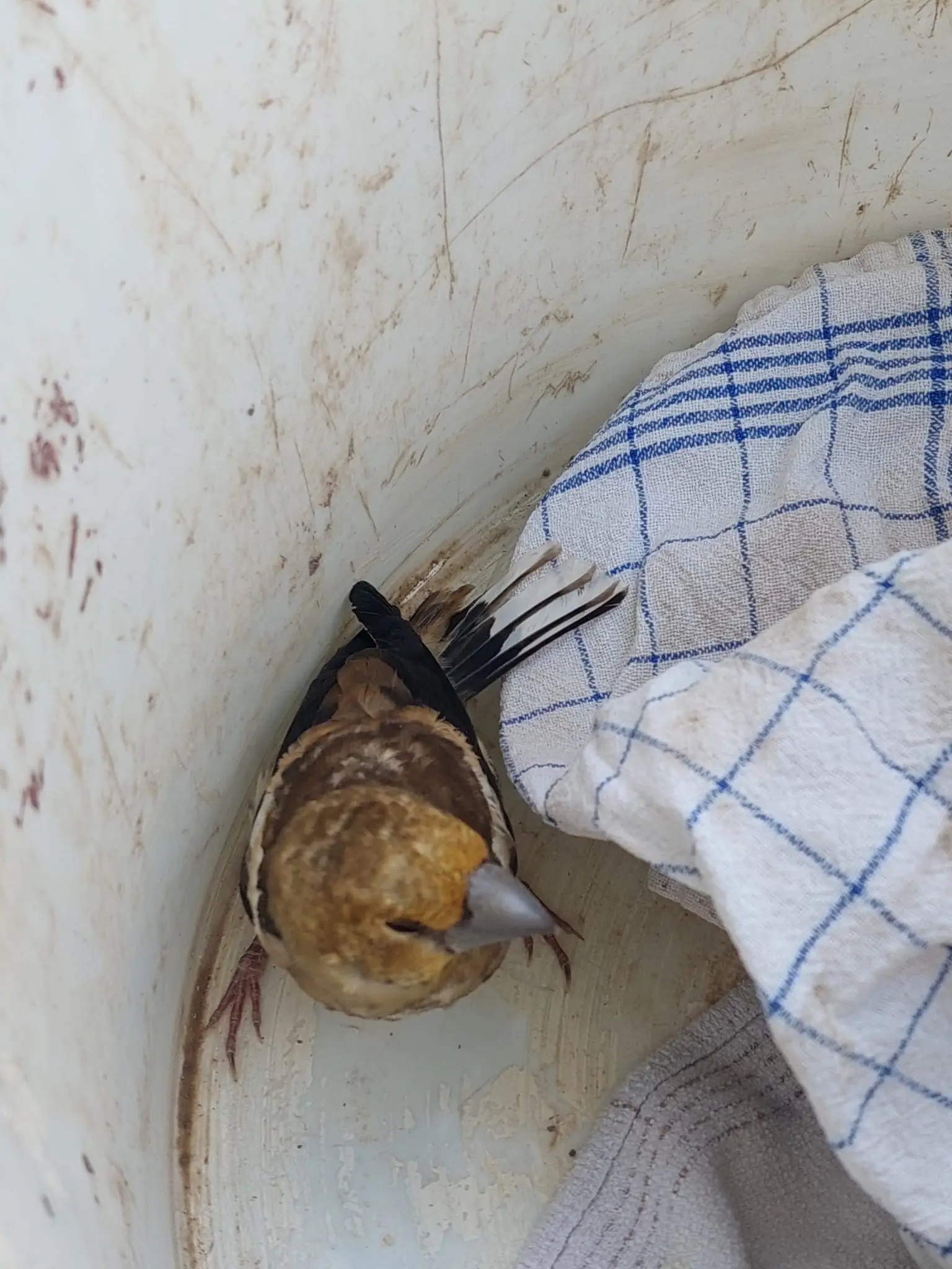 Kleiner brauner Vogel mit ängstlichem Blick im weißen Eimer neben blauem Tuch