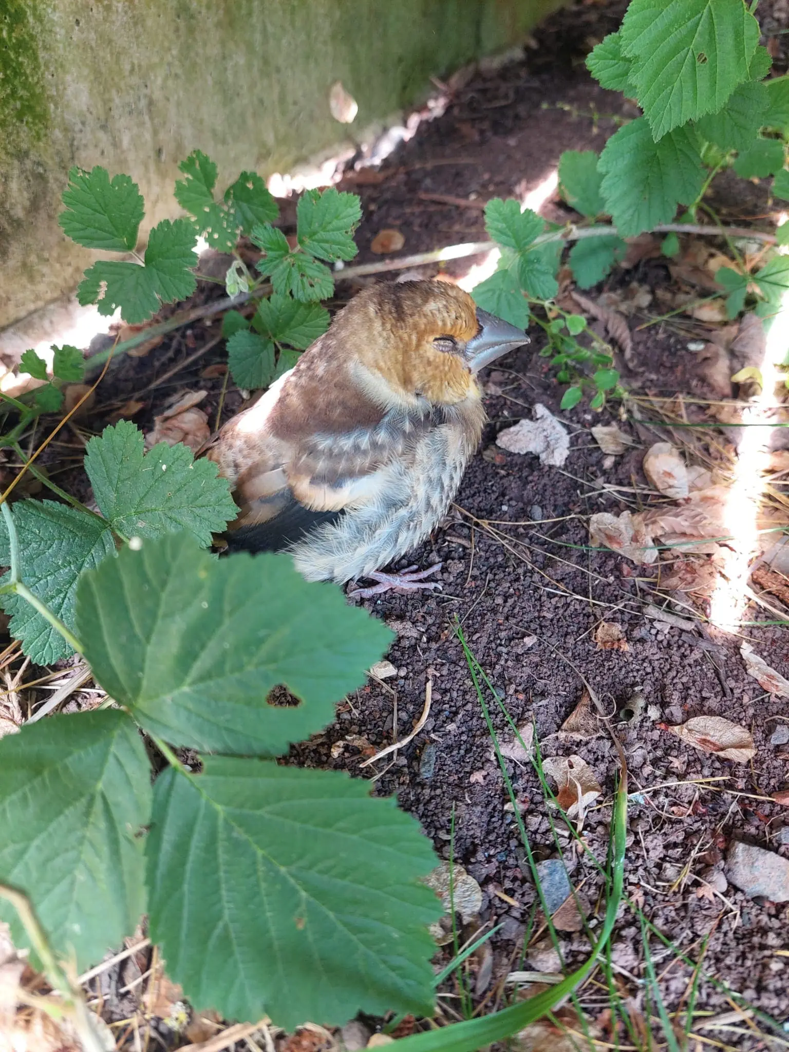 Schlafender brauner Jungvogel am Boden zwischen grünen Blättern im Schatten