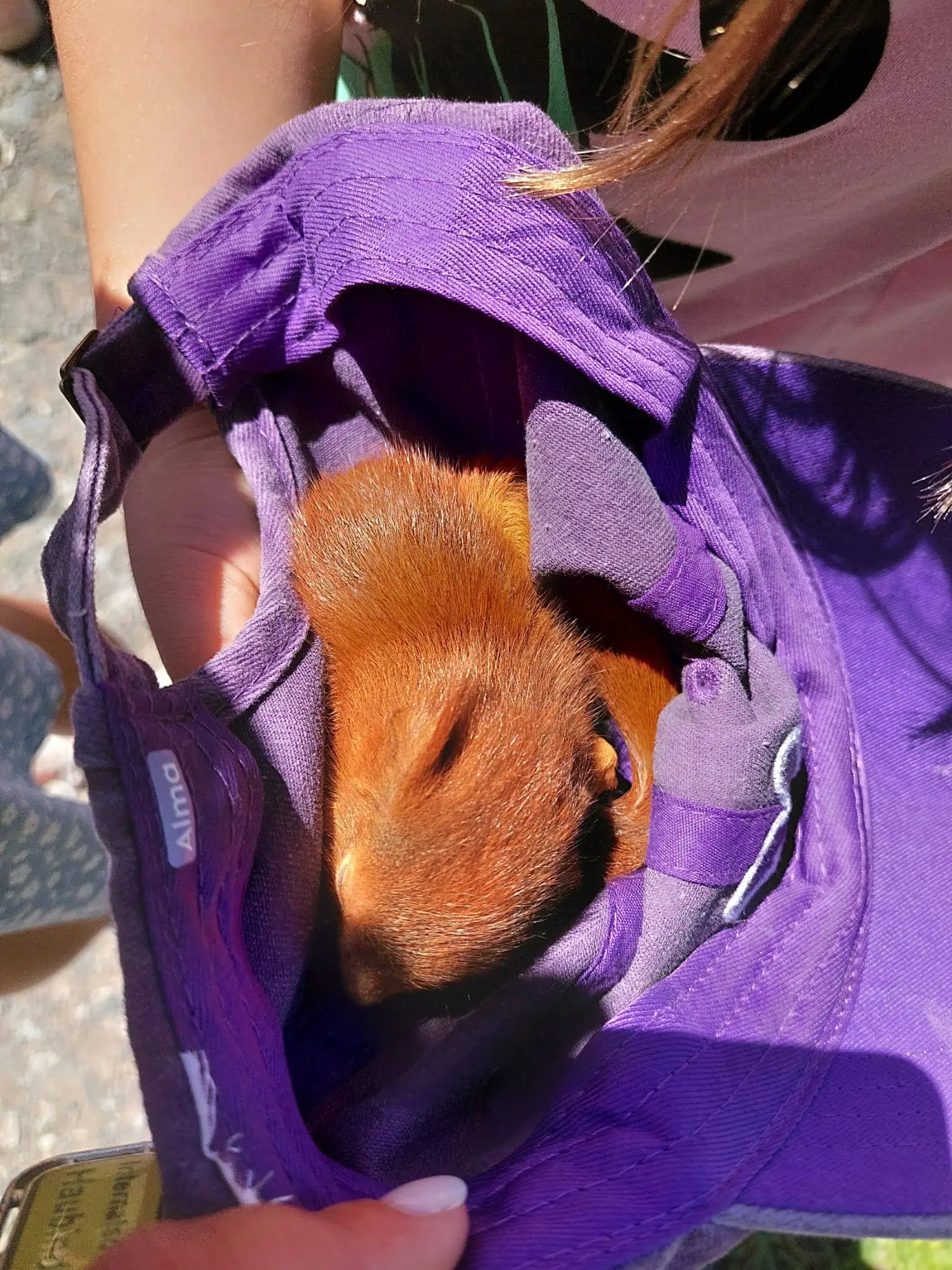 Braunes Meerschweinchen entspannt in violetter Tragetasche bei Sonne