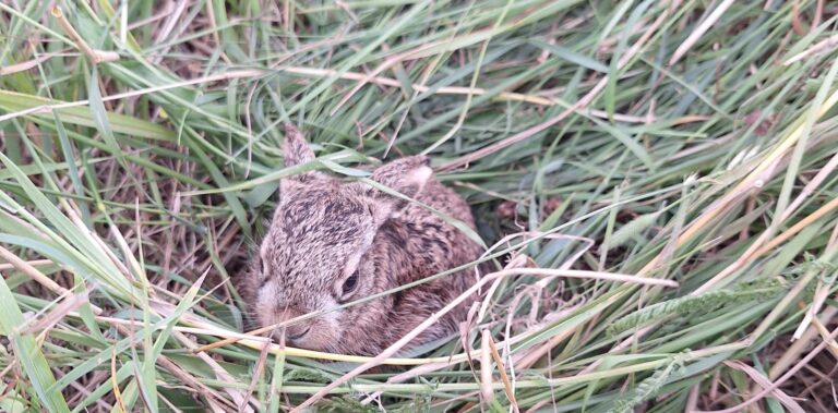 Kleines braunes Kaninchen mit ruhigem Blick liegt im grünen Gras