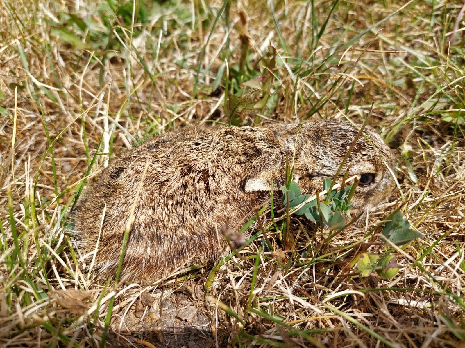 Brauner Hase mit wachsamem Blick liegt getarnt im trockenen Gras