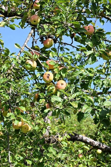 Reife Aepfel in Gelb und Rot haengen an einem gruenen Baum vor blauem Himmel