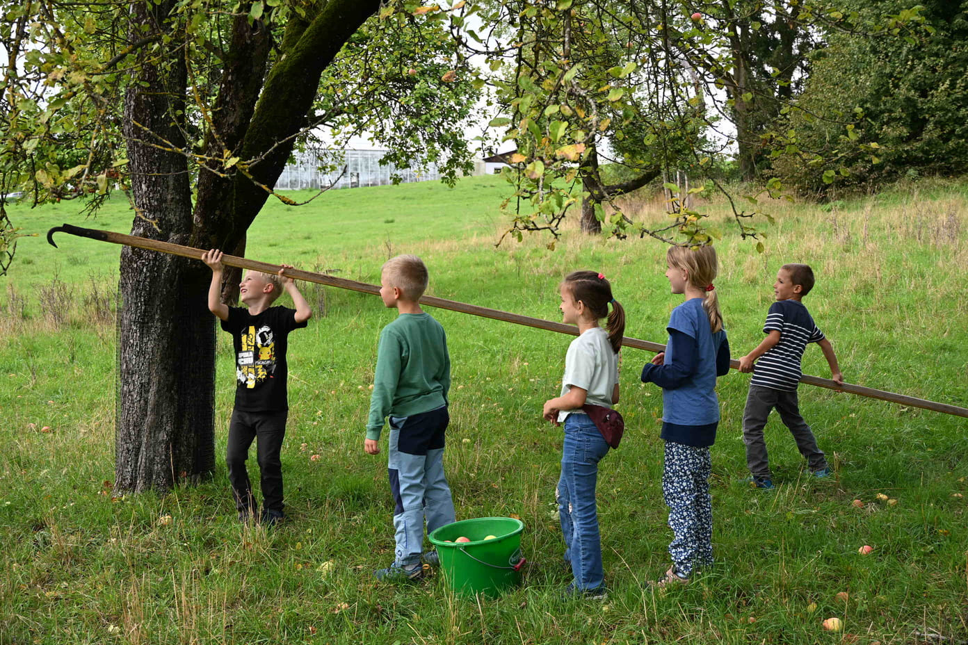 Fuenf Kinder halten gemeinsam eine lange Stange zum Apfelpfluecken am Baum