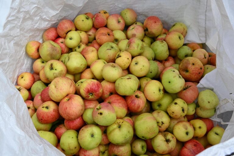 Viele rot gruene Aepfel liegen in einem weissen Sack